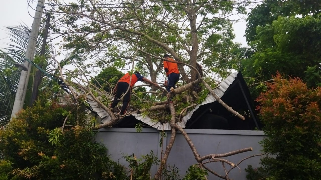 Pohon Tumbang di Perumahan Beranda Garden, Banjar Menesa, Kelurahan Benoa, Kecamatan Kuta Selatan Tanggal 04 Pebruari 2022